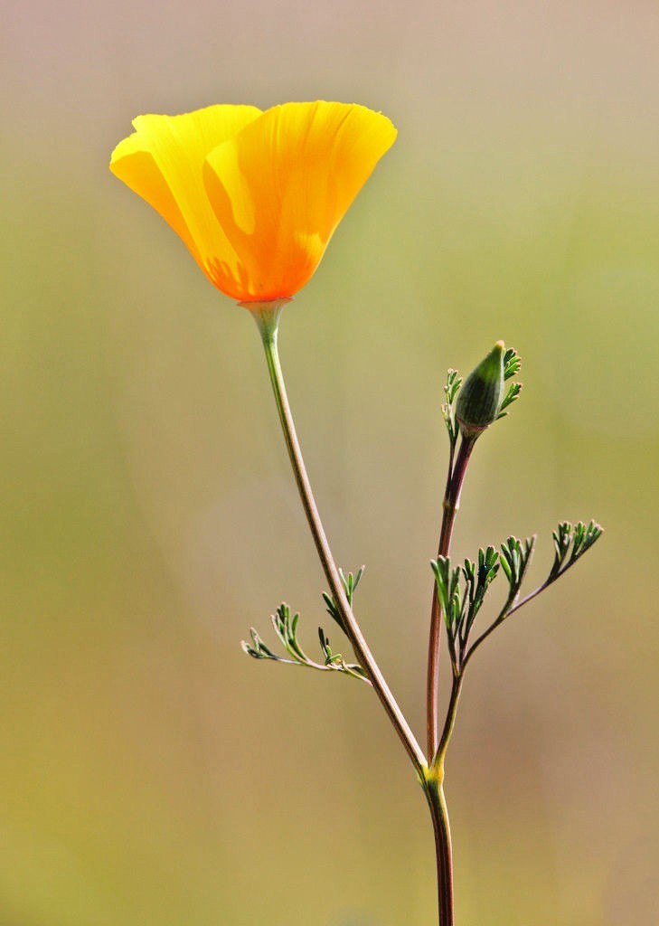 501+ORANGE CALIFORNIA POPPY Seeds Native Wildflower Container Flower Garden