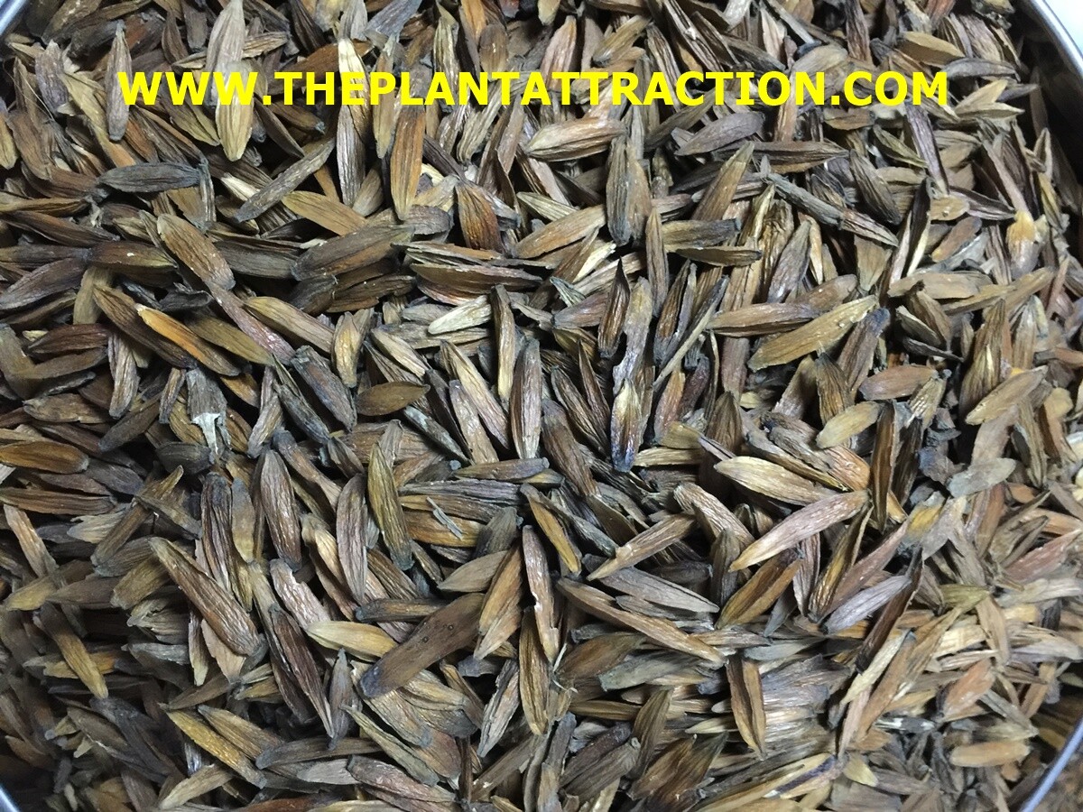 Camptotheca Acuminata 700 Seeds, Medicinal Happy Tree, Cancer Tree Of Life