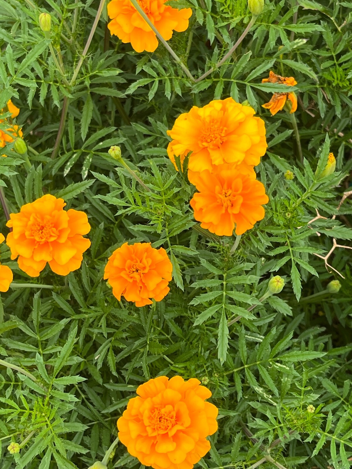 Marigold seeds – Sparky Mix colors – 200 seeds