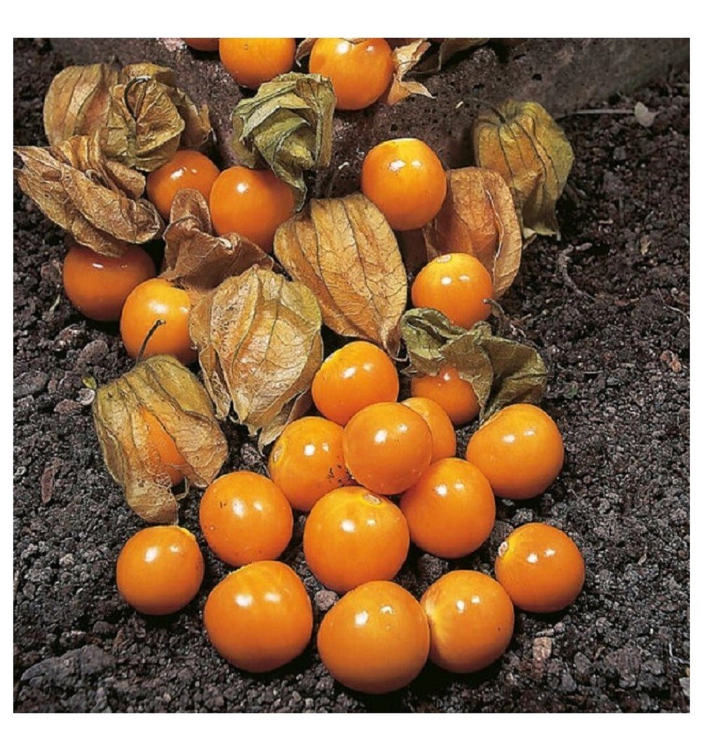 200+ CAPE GOOSEBERRY SEEDS– RARE —— GROUND CHERRY