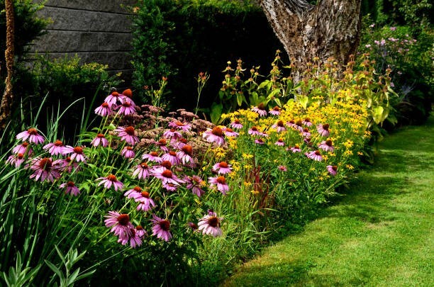 200 PURPLE CONEFLOWER SEEDS | SALE FREE SHIPPING NON GMO HEIRLOOM