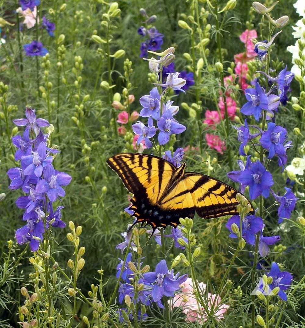 Bentley Seeds Grow with Us Pre Filled Butterfly Mix Seed Packets – 25 Individ…