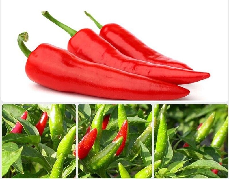 HOT PEPPERS HORNS HOTTESTS GOATS, ỚT SỪNG – ỚT SỪNG |NEW SEEDS|