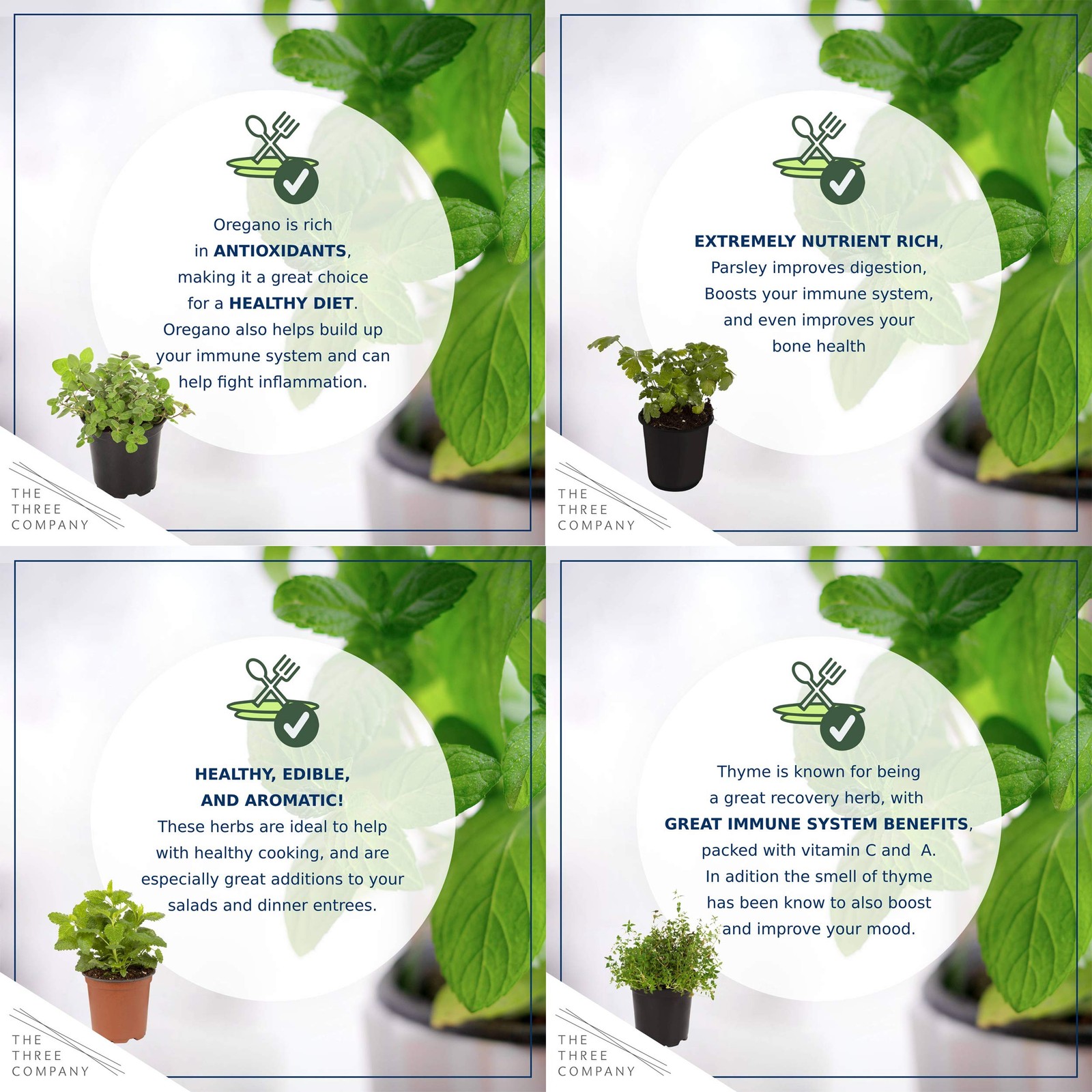 Live Aromatic and Edible Herb Assortment (Rosemary, Eucalyptus, Mint, Lemon B…