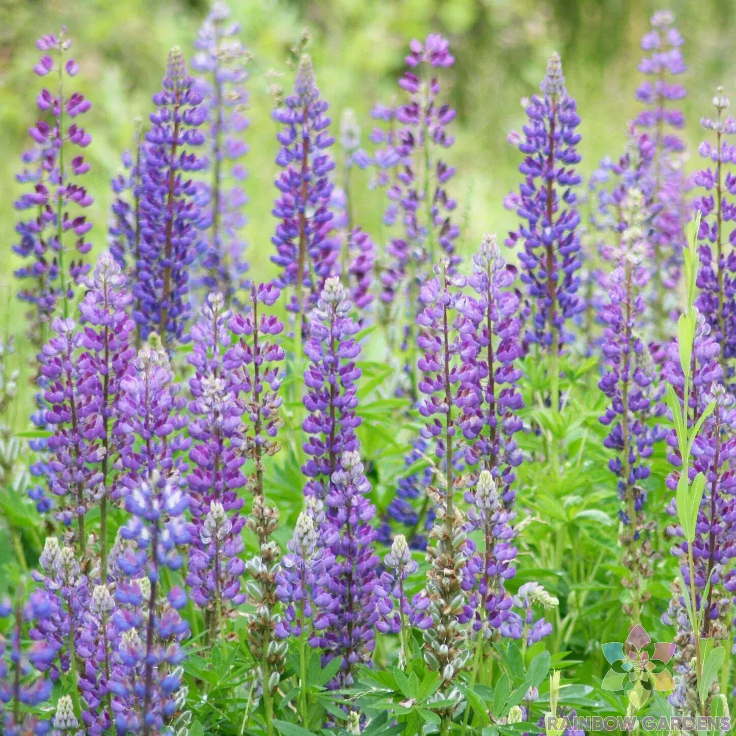 25+ Wild Perennial Mix Lupine Seeds for Garden Planting – USA – FREE SHIPPING!