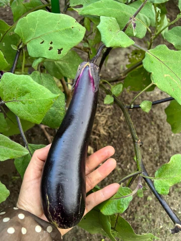 LONG PURPLE EGGPLANT SEEDS, HẠT CÀ TÍM DÀI, 紫茄子, 보라색 가지 | Non-GMO |