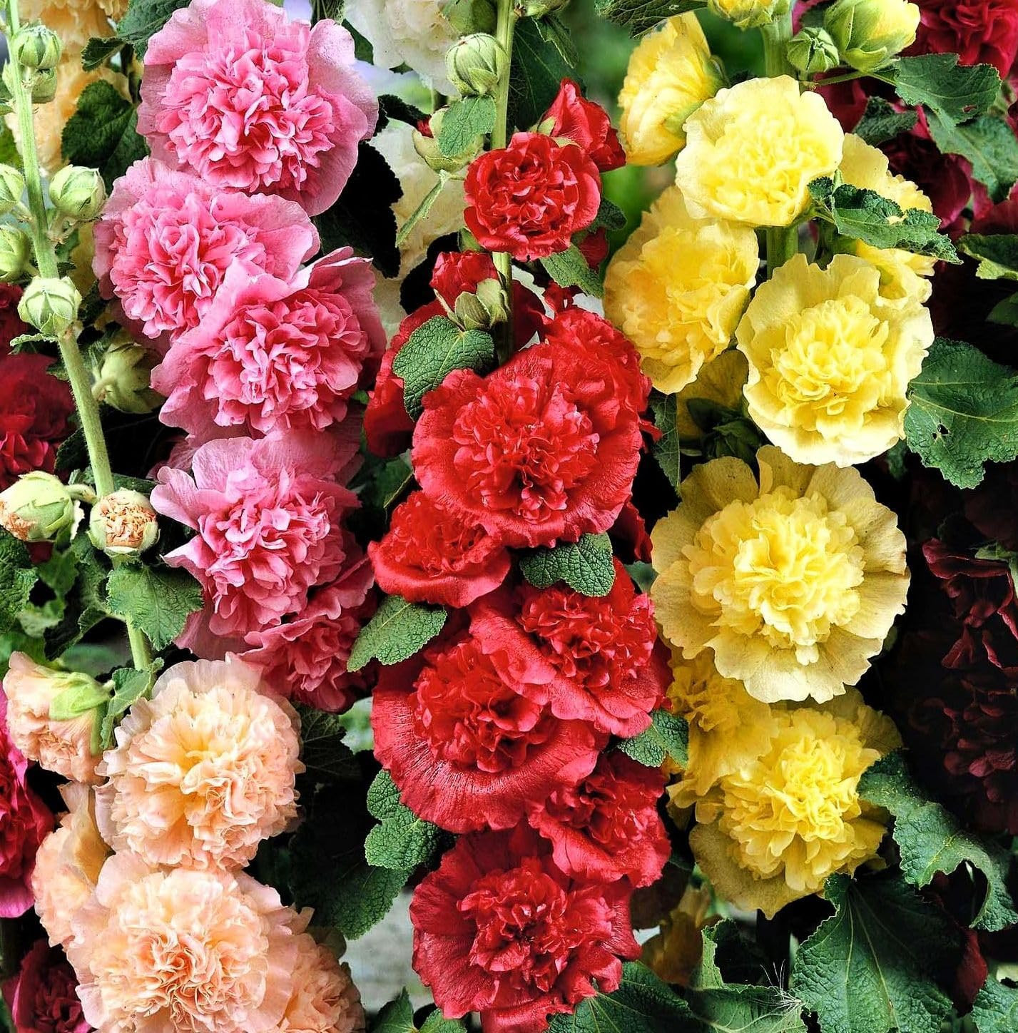 120+ Hollyhock Seeds Carnival Mix Giant Mallow Double Hollyhock Flowers Perennia