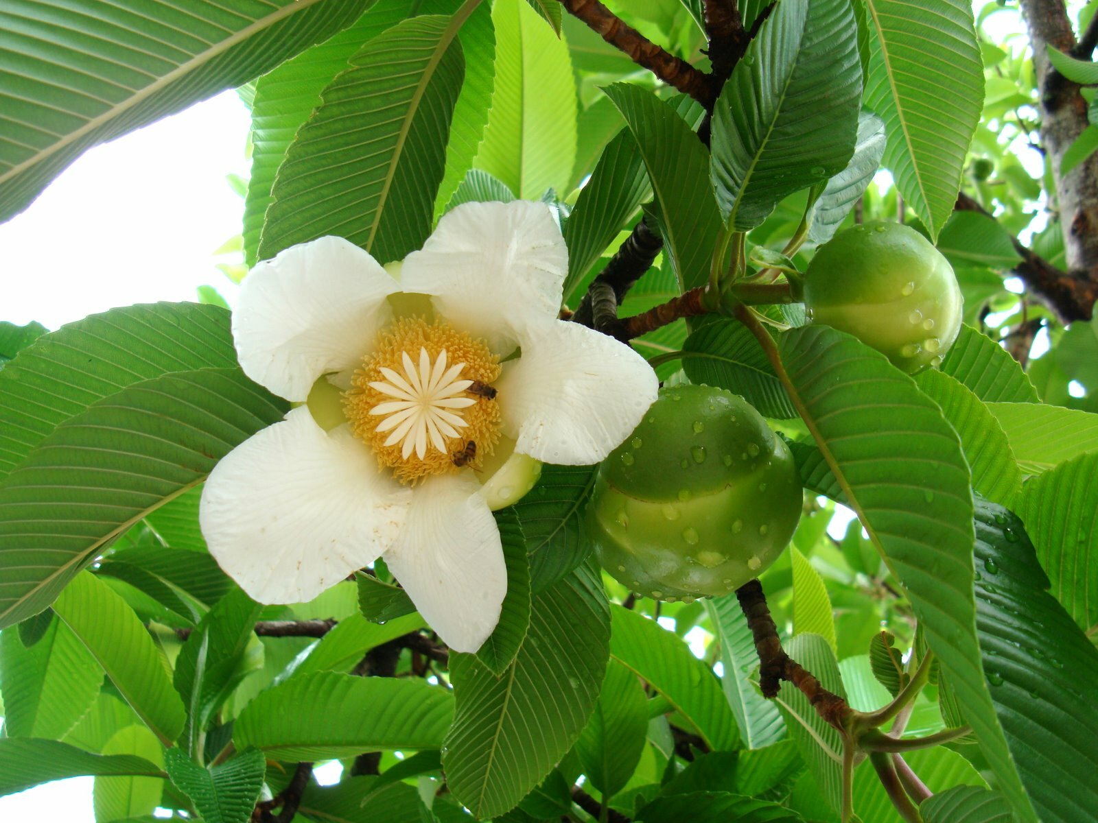 Dillenia Indica 15 Seeds, Elephant Apple Edible Fruit Shrub Tree Chulta Flowers