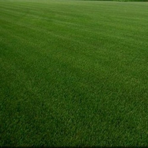 5 LBS – OptiGrowth Coated SPF-30 Hybrid Heat & Drought Tolerant Kentucky