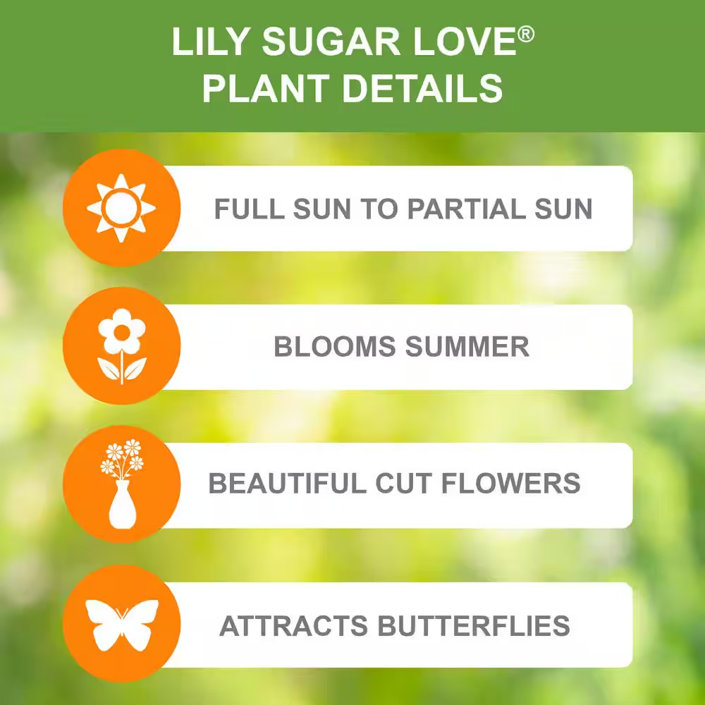 14 Cm/16 Cm, Sugar Love Asiatic Lily Flower Bulbs (Bag of 10)