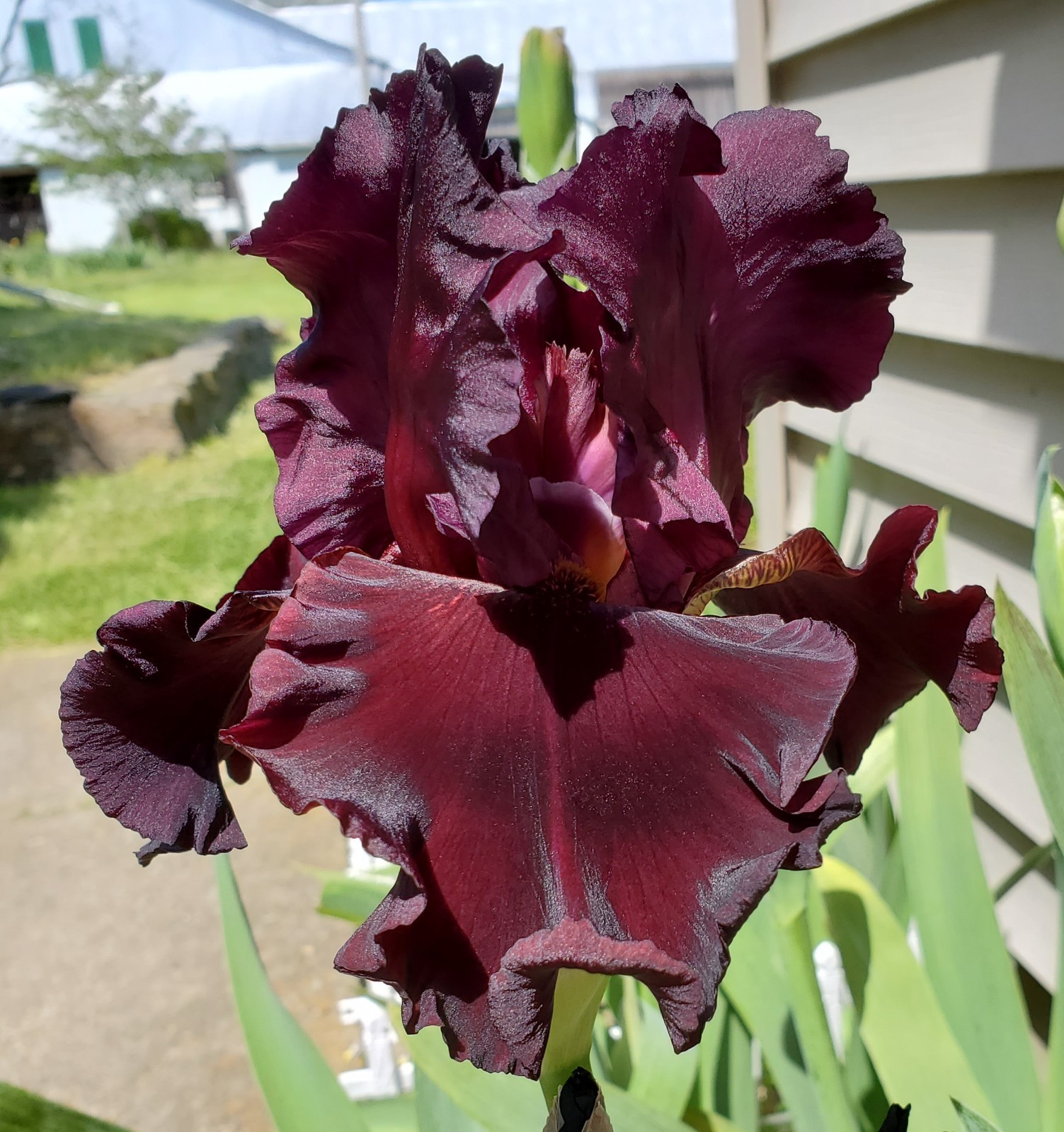 NEBRASKA BIG RED Tall Bearded Iris SHIPPING NOW!