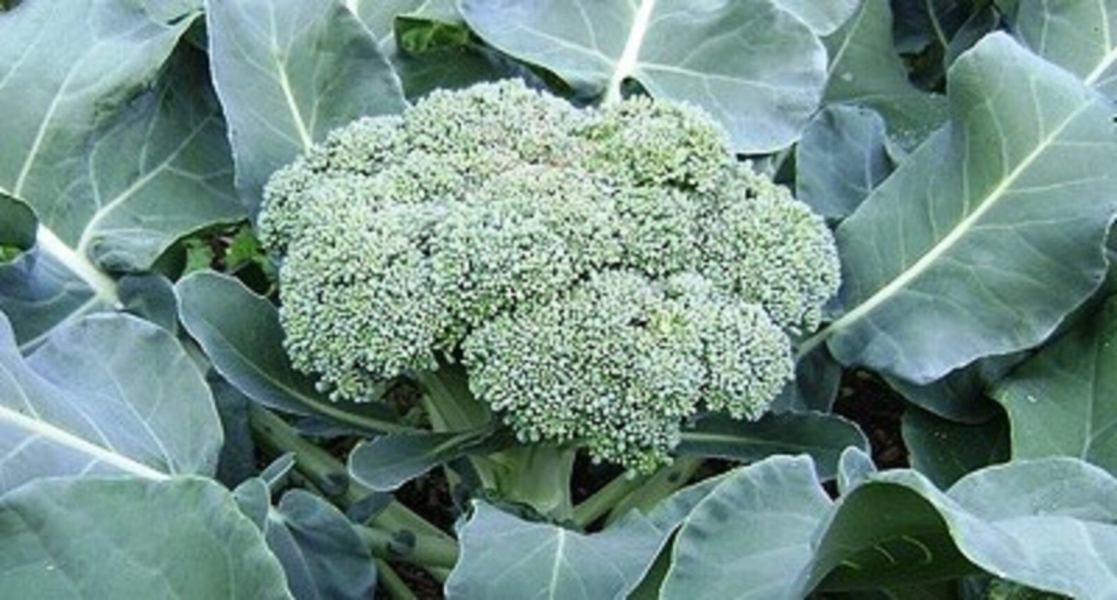 Green Sprouting Calabrese Broccoli Seeds 300+ Seeds NON-GMO BUY 4 GET FREE SHIP