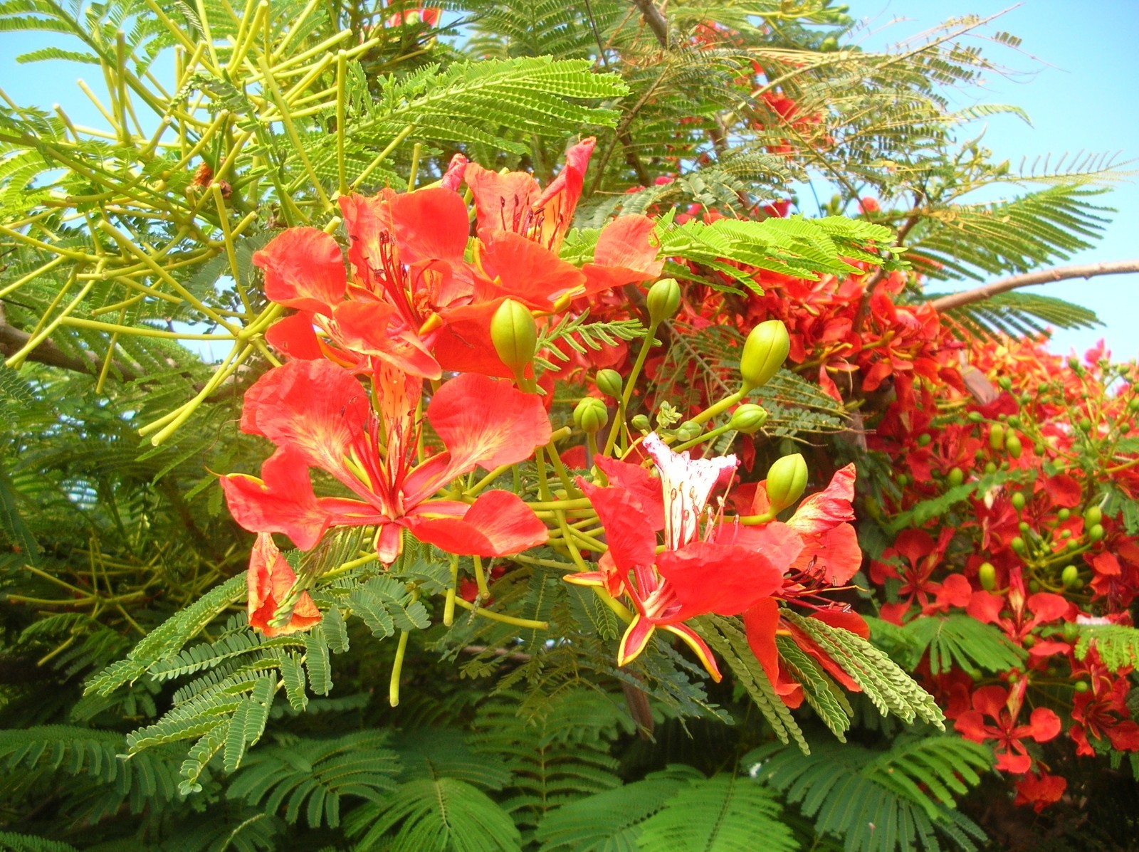 Royal Poinciana Tree (Delonix regia), 5 Seeds