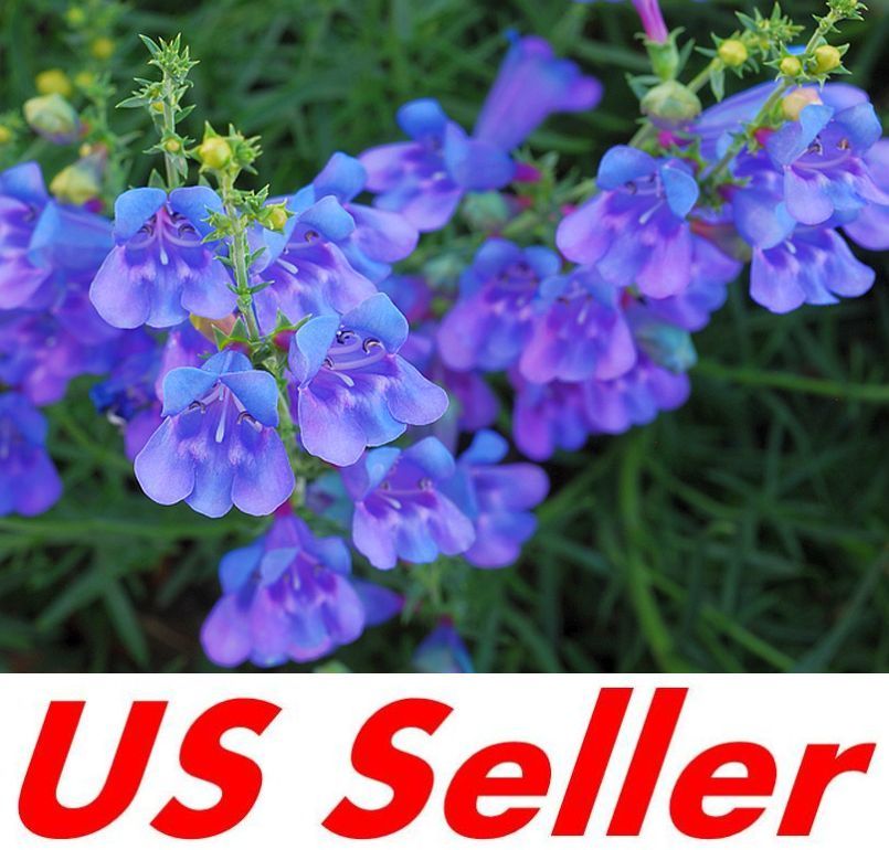 50 PCS PENSTEMON HETEROPHYLLUS SEEDS G36, BLUE SPRING Flowers Perennial