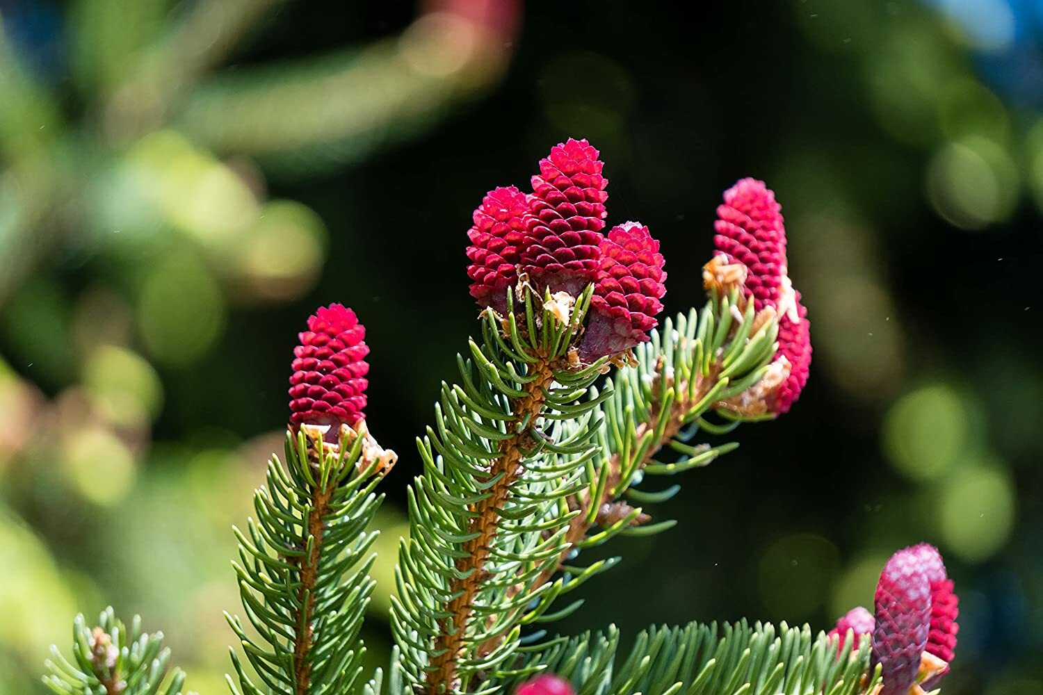 30 Red Spruce Tree Seeds to Plant Picea Rubens Ships from Iowa USA