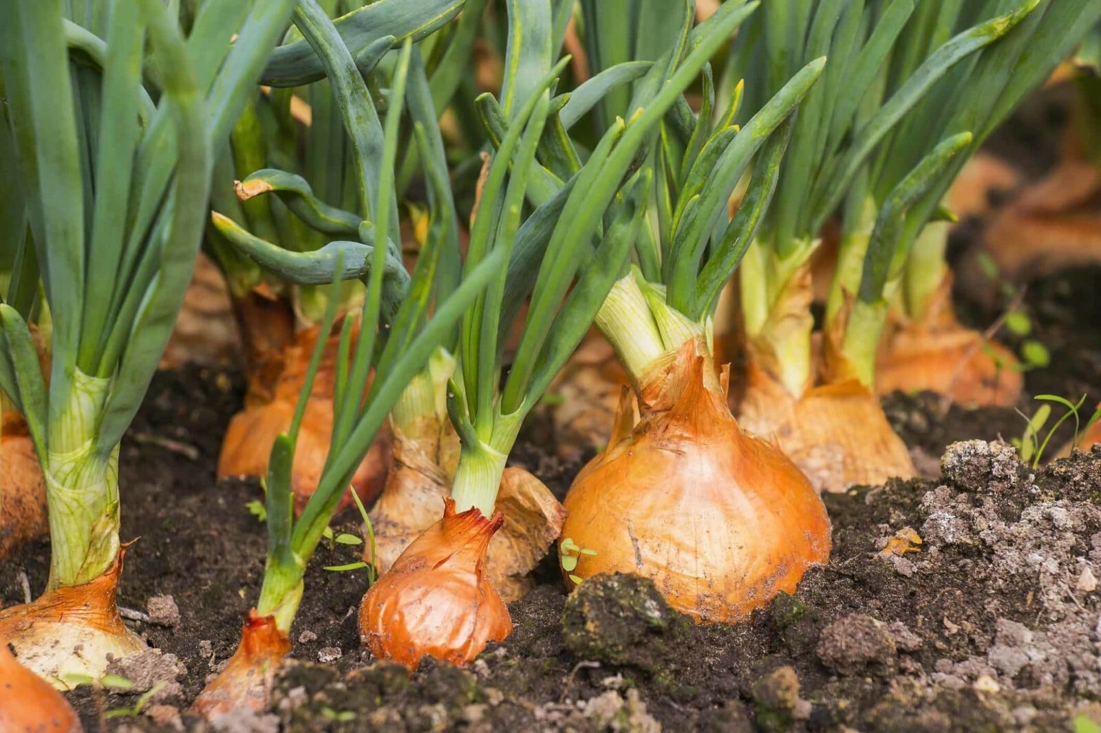 200 YELLOW SPANISH SWEET ONION SEEDS ~ 2026 ~ heirloomseedguy ~ USA