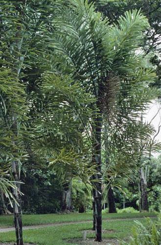 Wallichia disticha | Distichous Fishtail or Wallich Palm | 5 Seeds