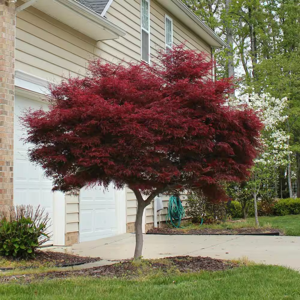 2 Gal. Bloodgood Japanese Maple Tree – Cold Hardy, Compact Form
