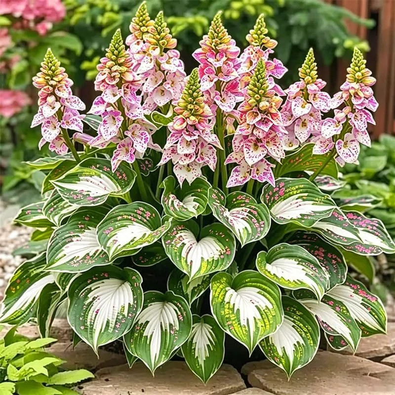 220+ Mix Hosta Seeds for Planting – Shade Tolerant, Perennial Foliage Plant, Ide