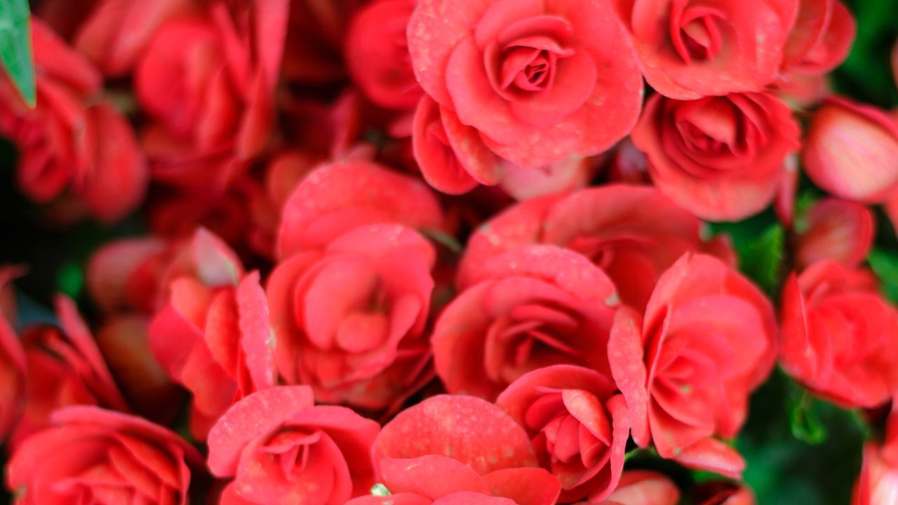 Packet Begonia Seeds – Fragrant – 45 Seeds