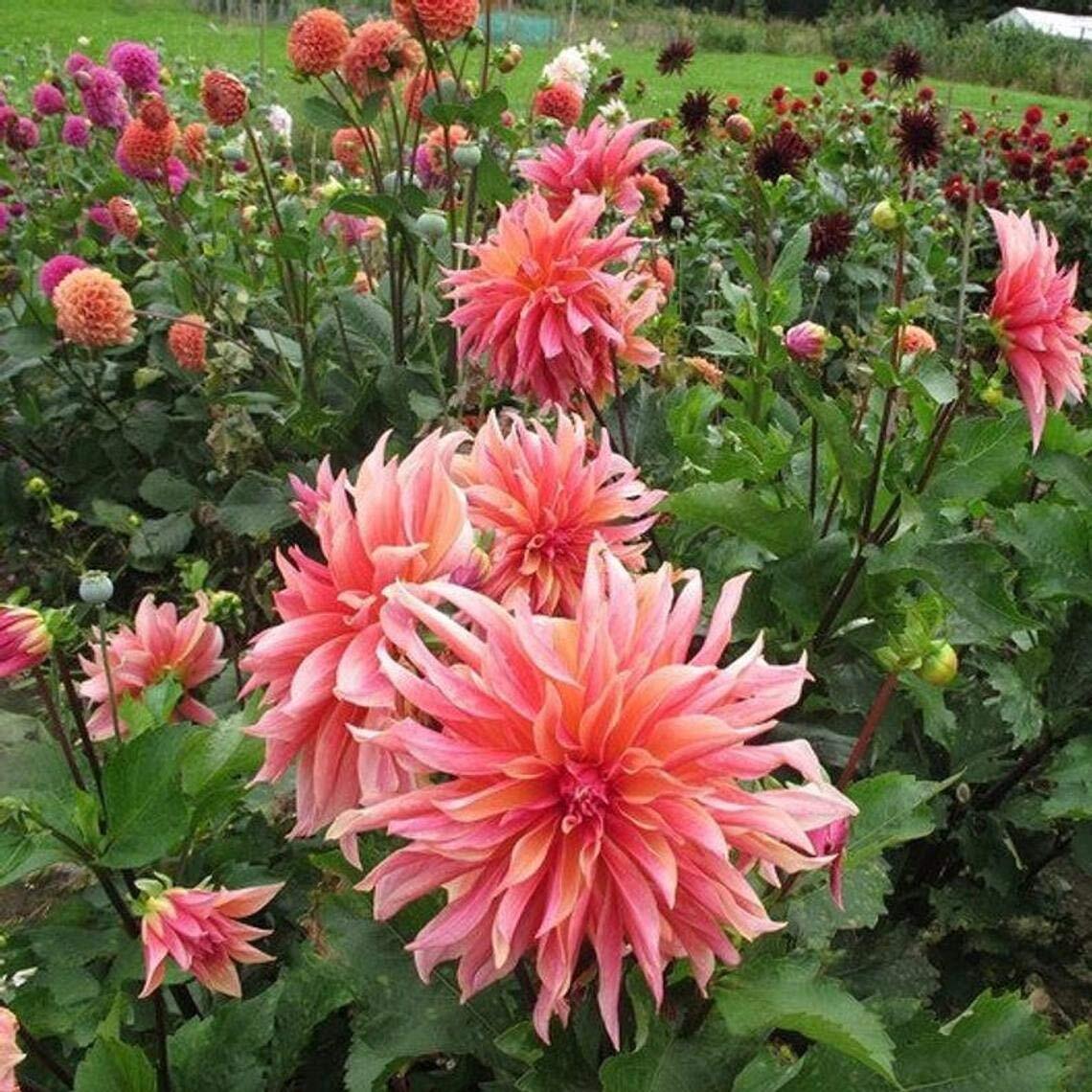 Dahlia Labyrinth Flower Seeds, Exotic Mix 100+ Seeds – Shipped from Iowa, USA