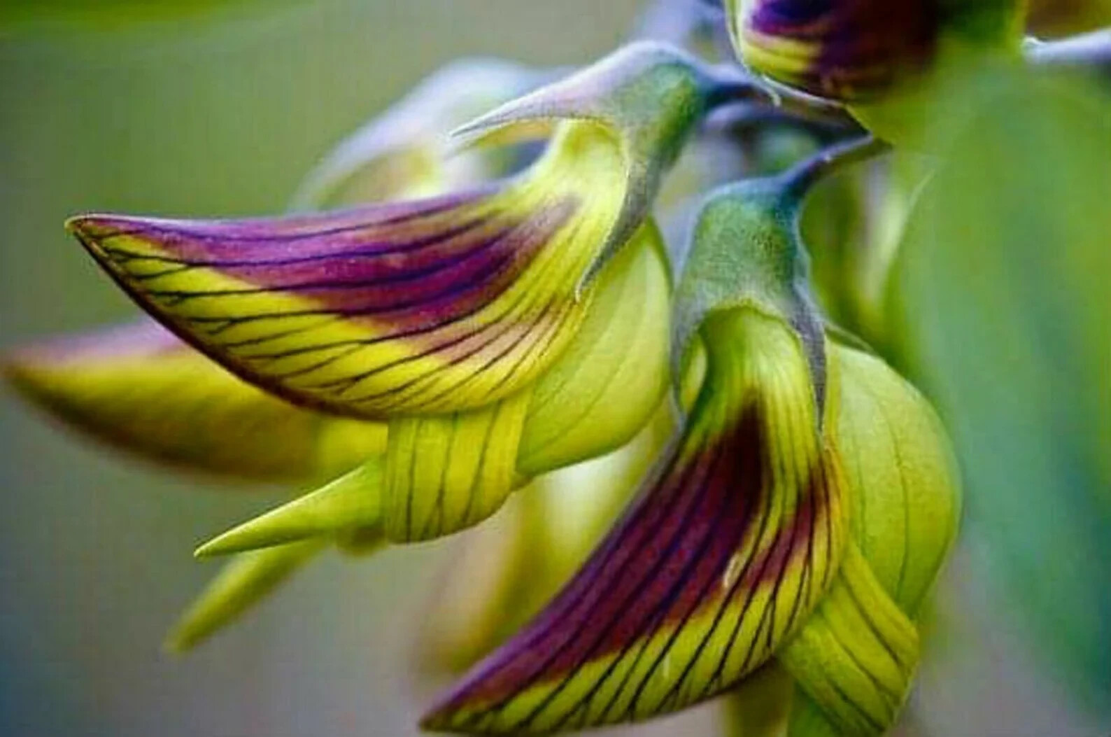 10 Green Bird Flower Seeds, crotalaria cunninghamii high quality seeds
