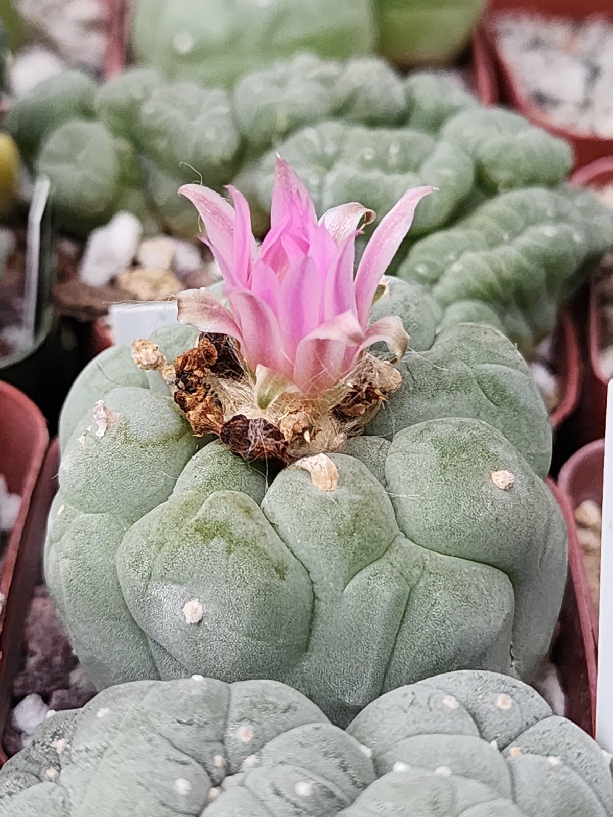 100s Fricii Loff Seeds – Rare Cactus – Succulent Ario
