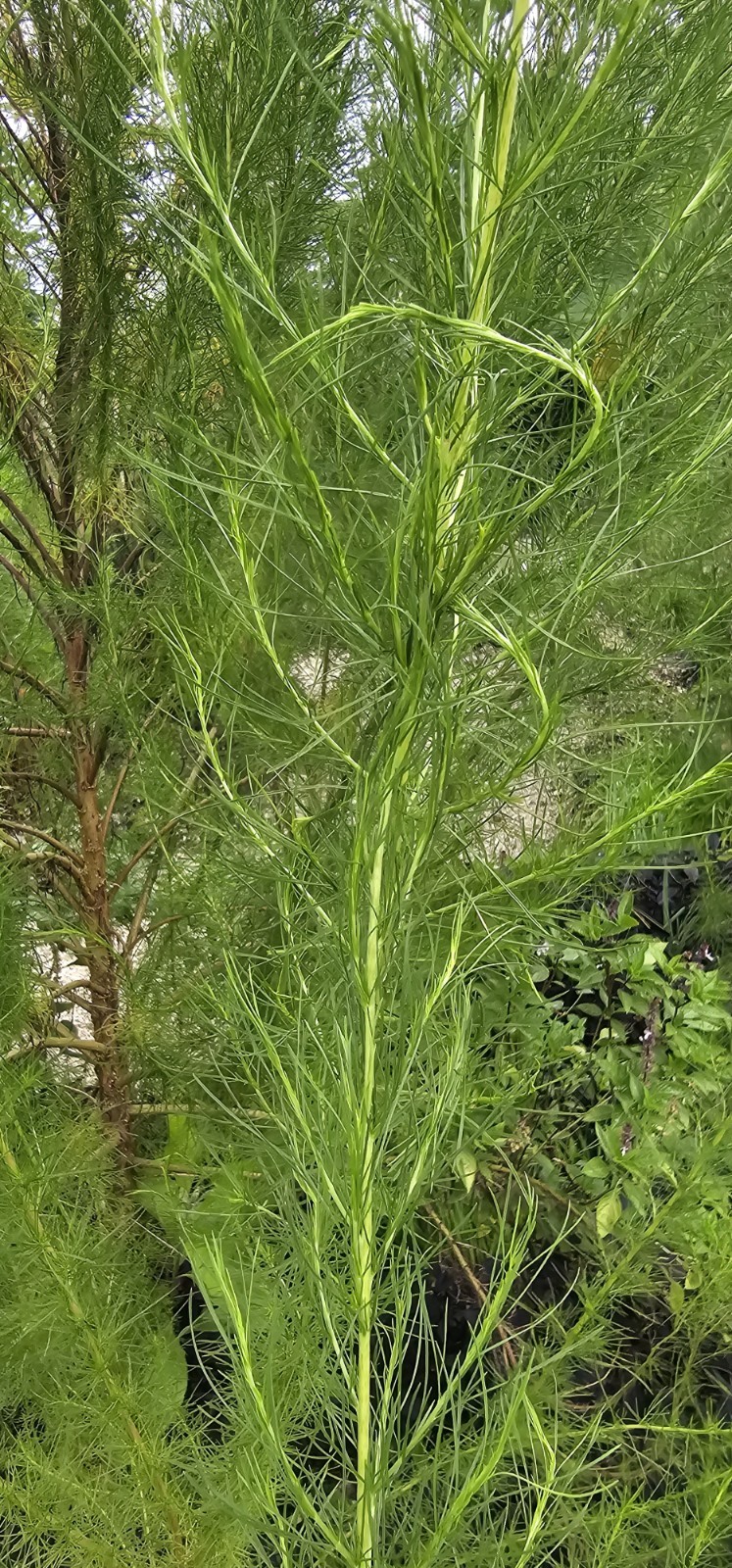 Fresh dillweed 100% organic US Grower 20 sprigs per bunch