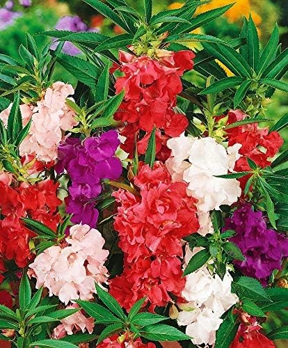 Seeds Balsam Camellia Flowered Mix – Impatiens balsamina – Annual Flowers for Pl