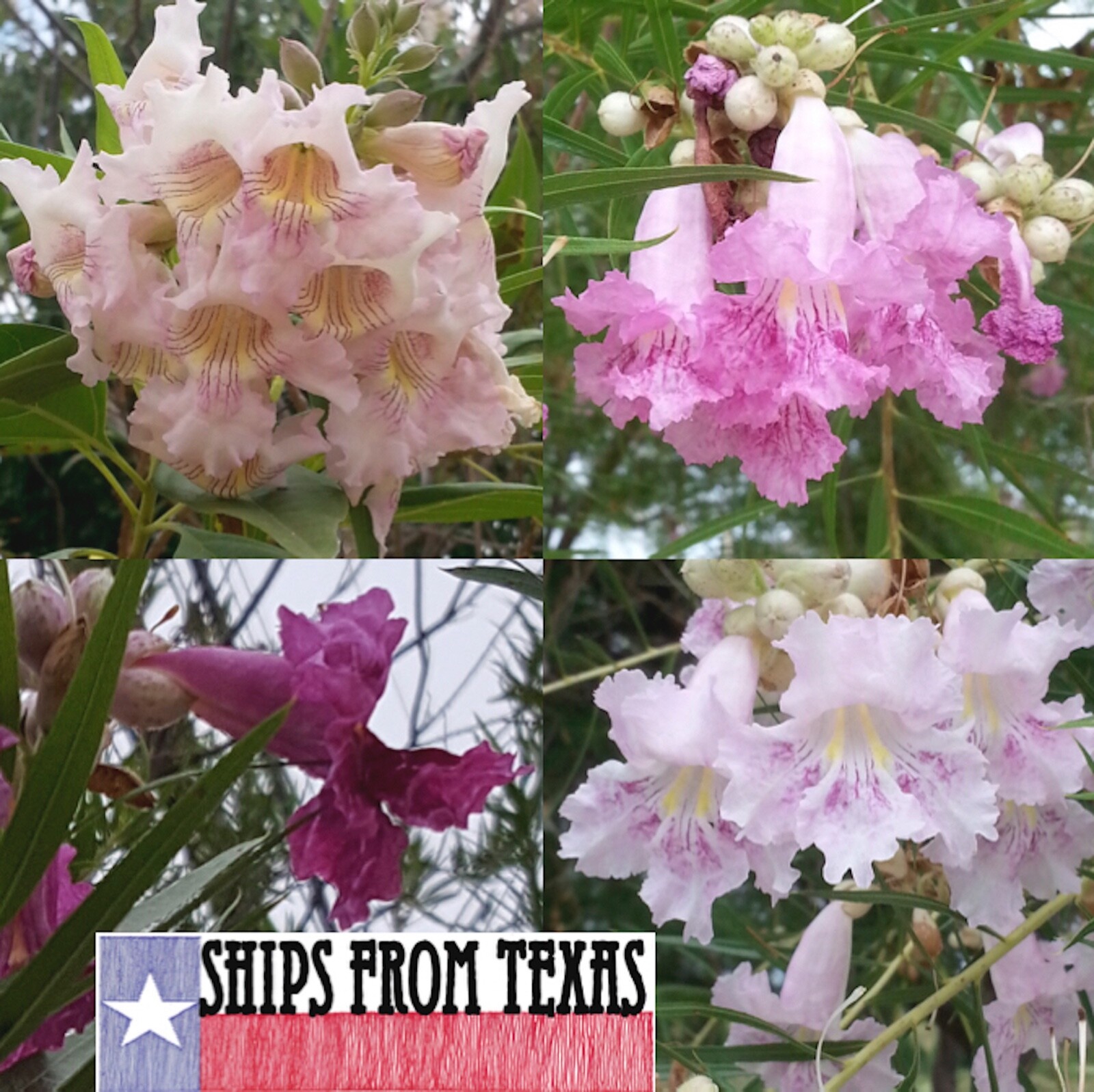 CHILOPSIS LINEARIS, TEXAS DESERT WILLOW, BOW WILLOW, MIMBRE, MXD COLORS! 30 SDS