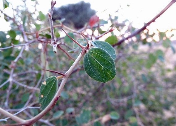 Ziziphus nummularia | Jujube | 5 Seeds