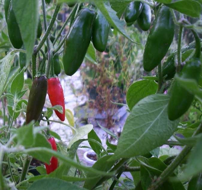SERRANO PEPPER * DISTINCTIVE FLAVORED * HOT * EVERBEARING * PICO DE GALLO *