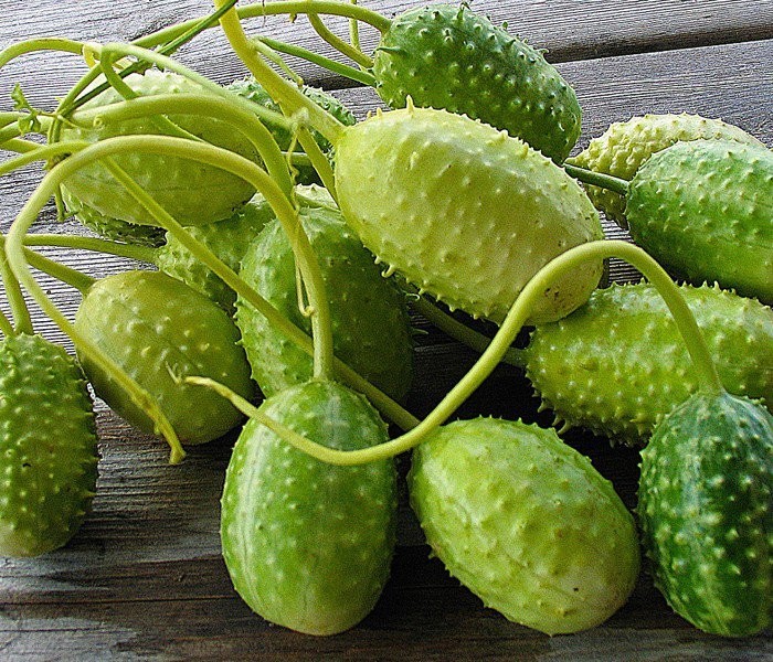 5 West Indian Gherkin Cucumber Seeds