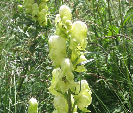 MONKSHOOD YELLOW Aconitum Anthora – 20 Seeds