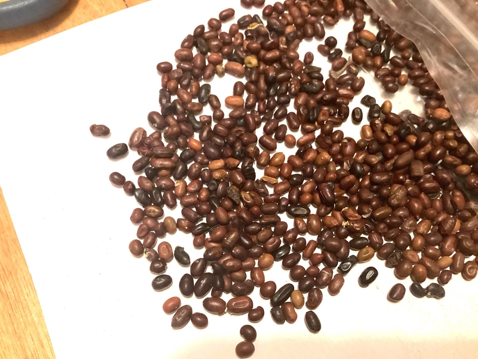 Siberian Pea Tree Seeds Caragana Arborescens Caragana Shrub Seed Pack