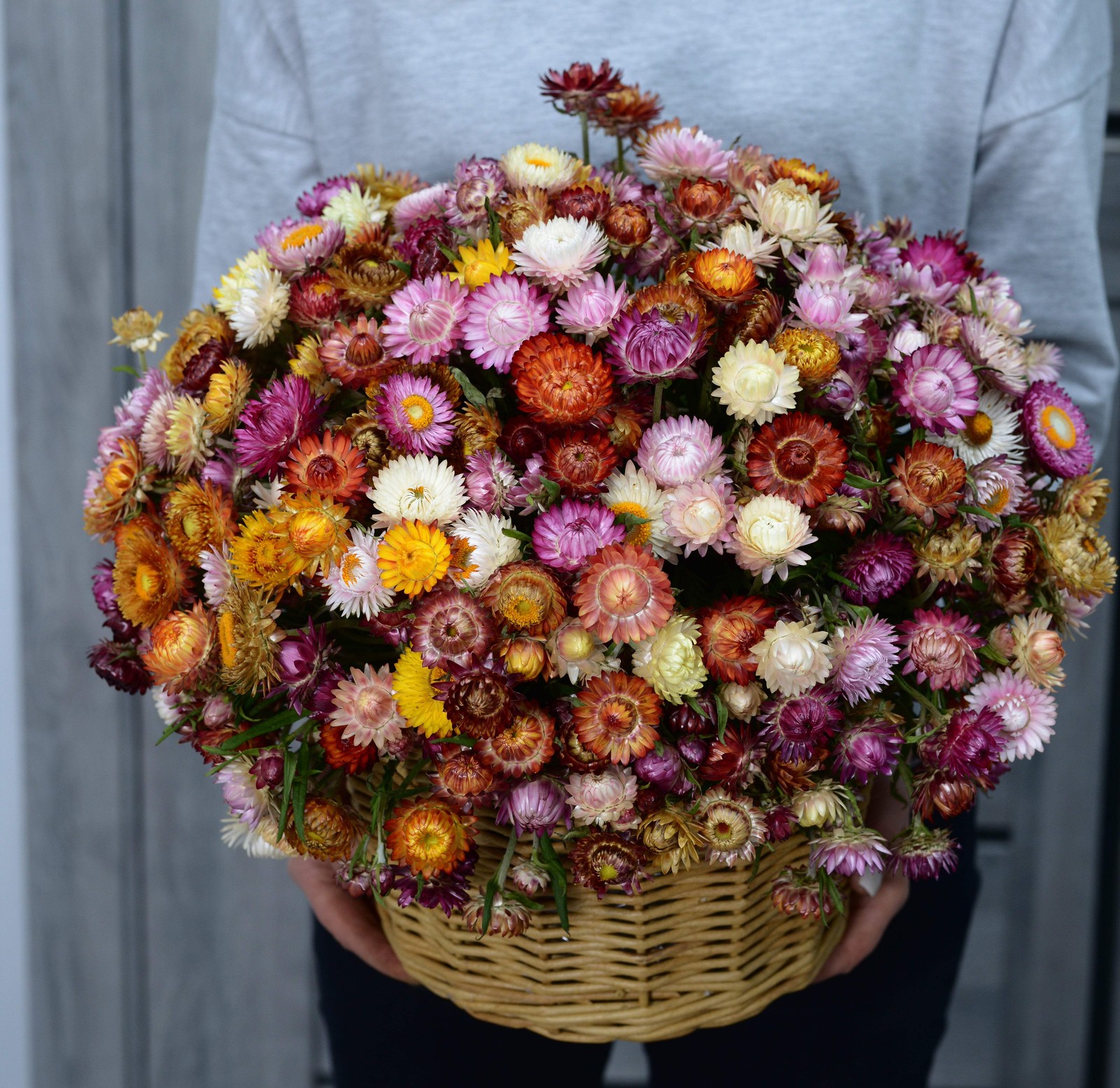 100 TALL Double MIXED Colors STRAWFLOWER Helichrysum Monstrosum Flower Seeds
