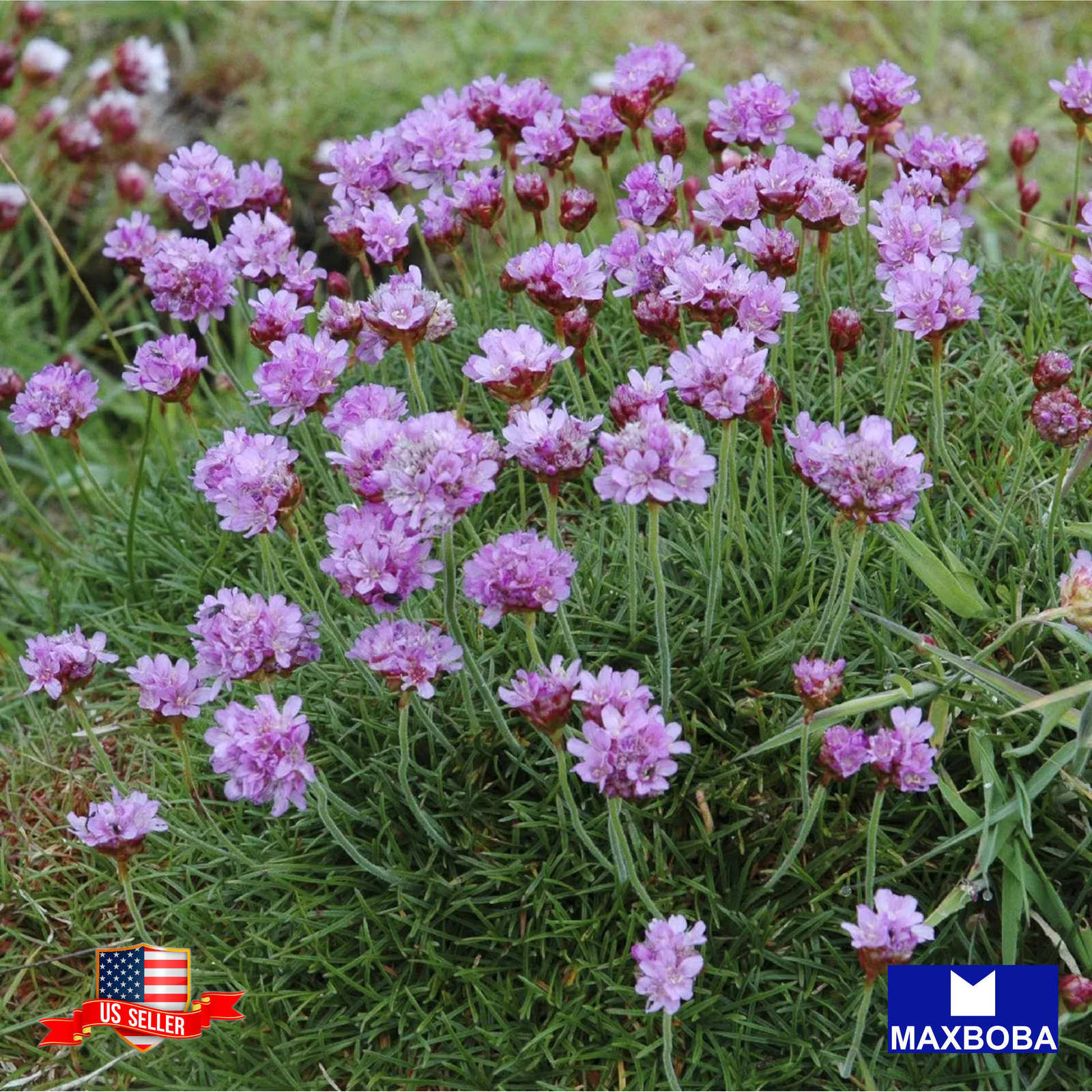 48 Armeria Seeds Maritima Series Non-GMO BOGO 50% OFF