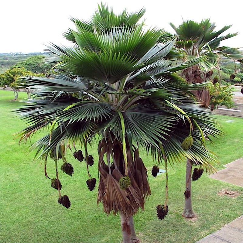 100 Fiji Fan Palm Tree Seeds (Pritchardia pacifica) Fast Growing Tropical Plant