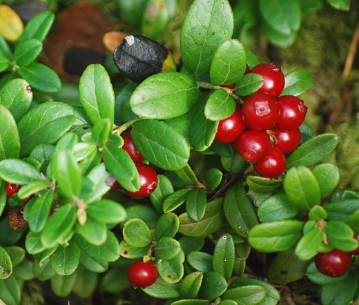 LINGONBERRY Vaccinium Vitis-idaea – 250 Bulk Seeds