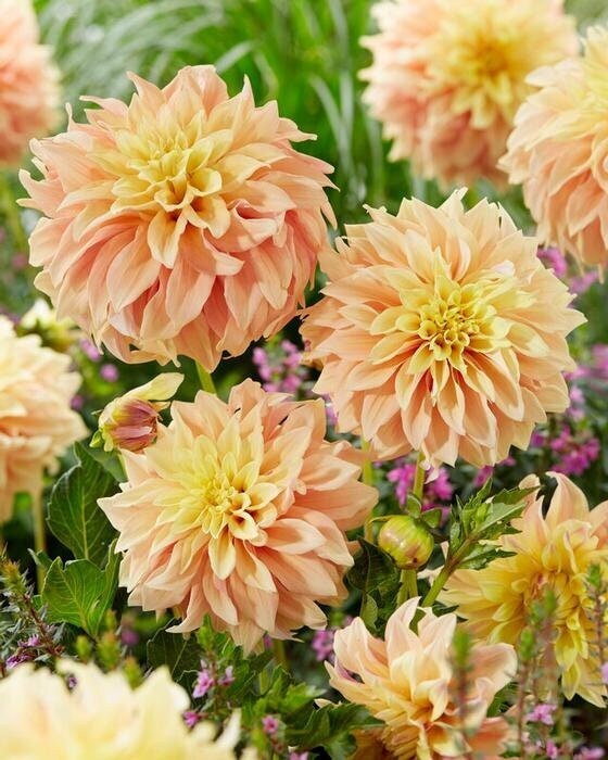 1 “Blushing Lady” Decorative Dahlia – Large Size #1 Bulb – US Seller