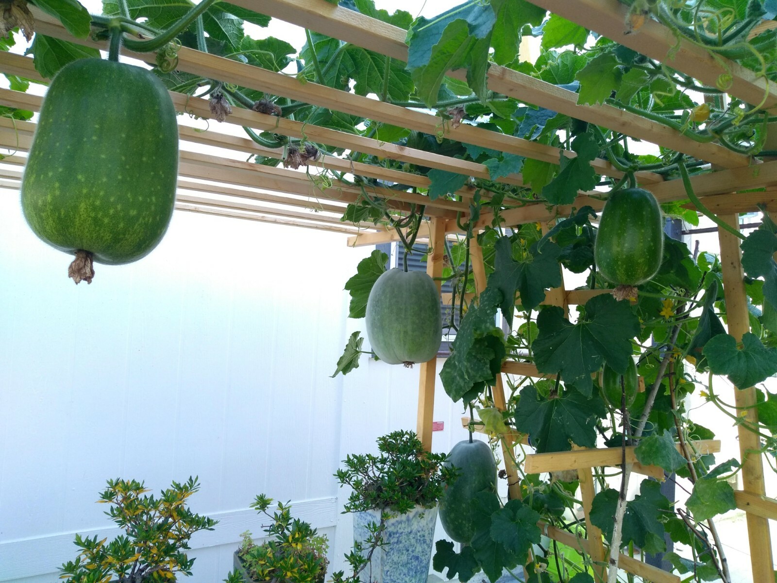 15 Seeds of WAX GOURD Winter Melon Dong gua Seeds ash gourd white gourd