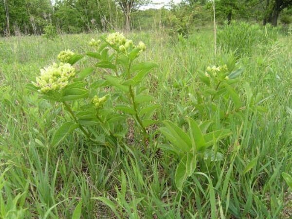 Asclepias viridis | Green Antelopehorn Milkweed | 10 Seeds