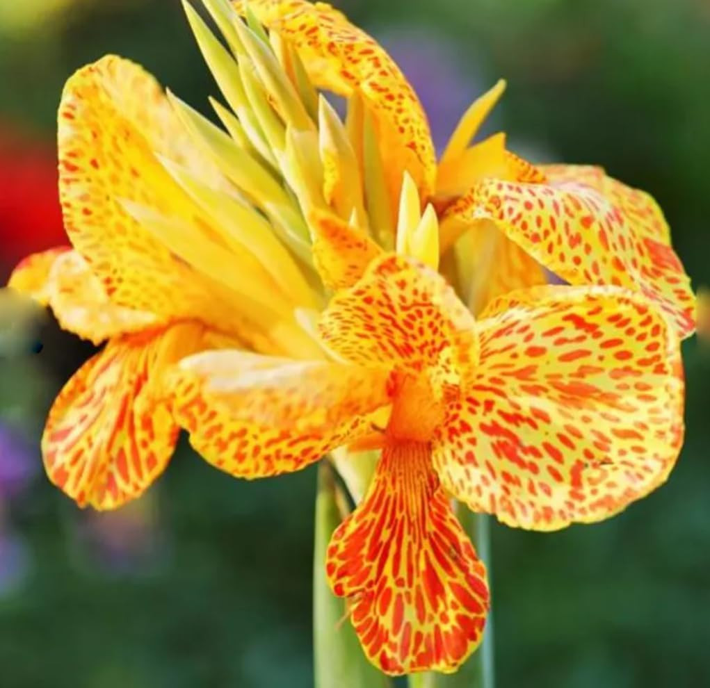 10pcs Canna Lily Seeds Canna x Generalis Cleopatra Ornamental Plant Seeds Home G