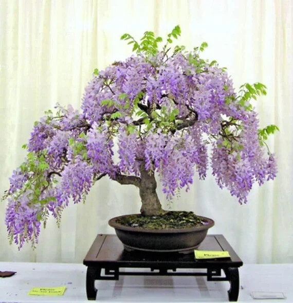 8 Purple Rain Wisteria Bonsai seeds, high quality seeds high germination rate