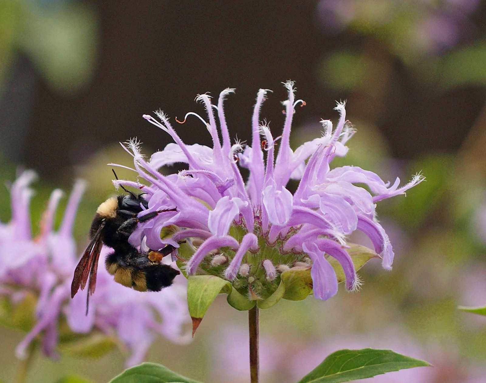 500 BERGAMOT BEE BALM Monarda Beneficial Bees Hummingbirds Non-GMO