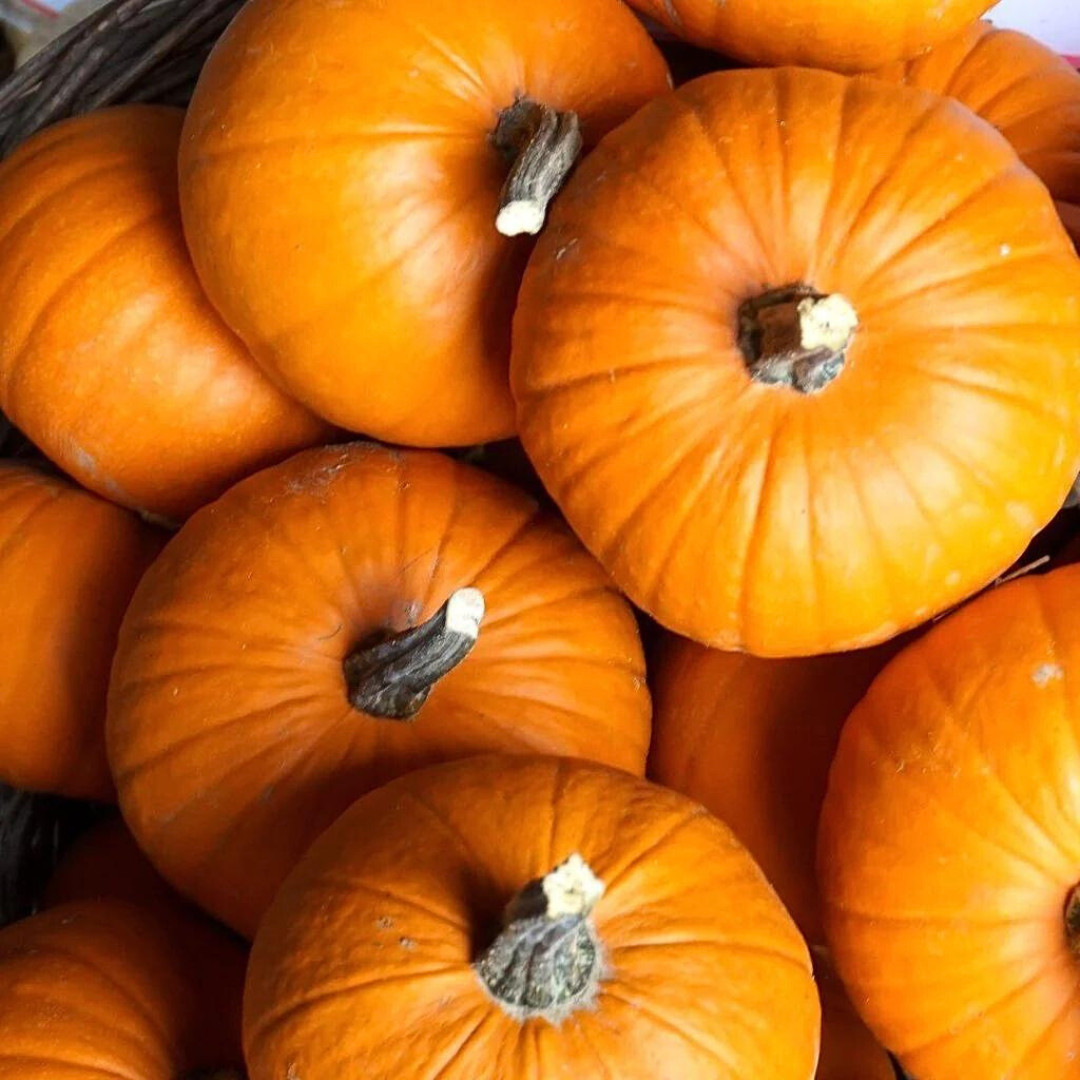 Fresh Small Sugar Pumpkin Seeds | Heirloom Non-GMO | Fresh Vegetable Seeds