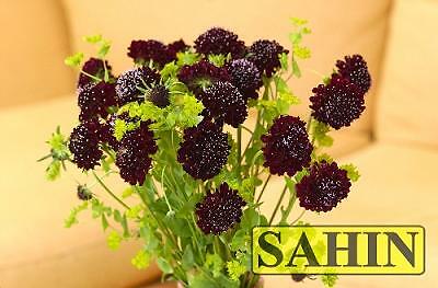 Scabiosa Black Knight 250 seeds