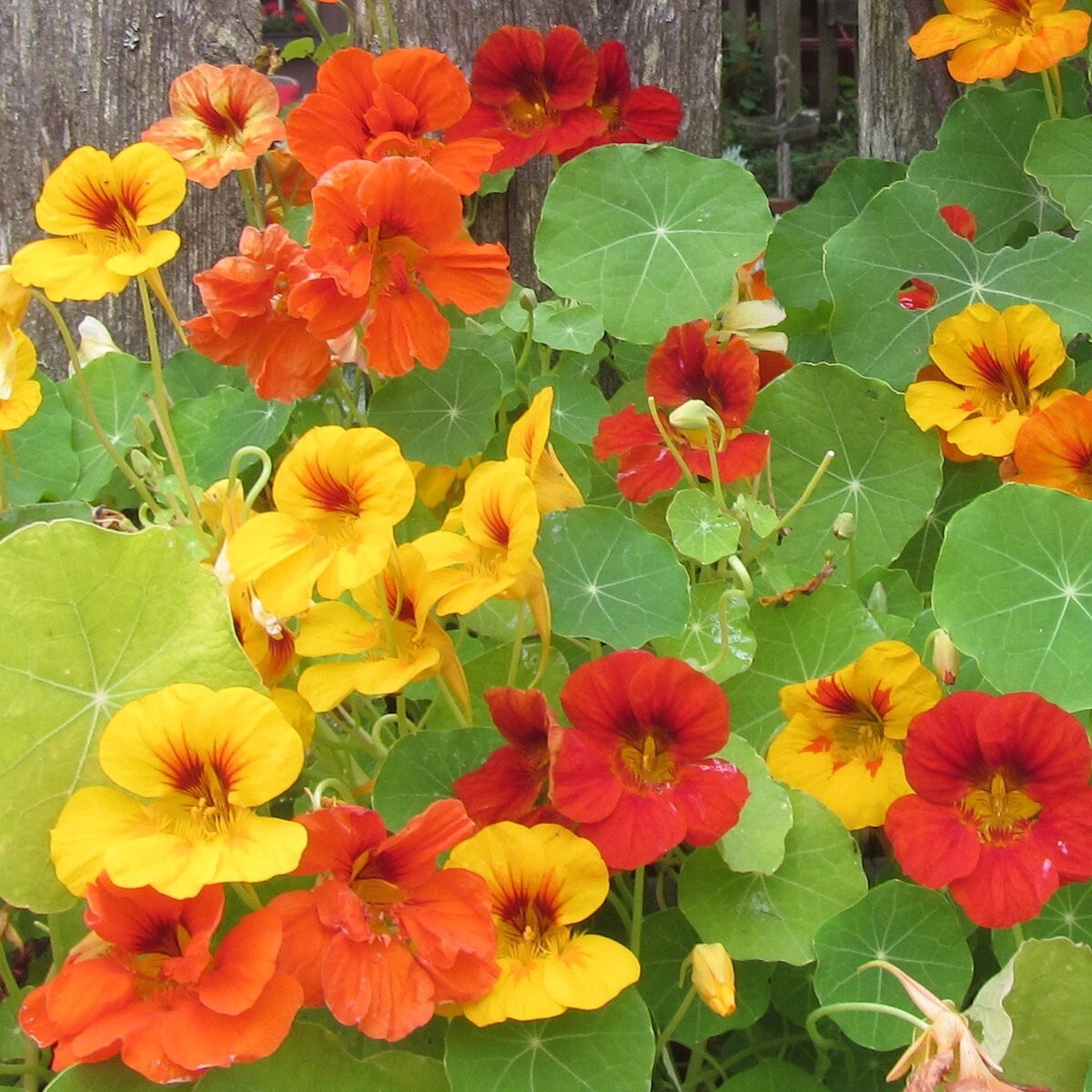 1/4 Lb Jewel Mixed Nasturtium Wildflower Seeds – Everwilde Farms Mylar Packet