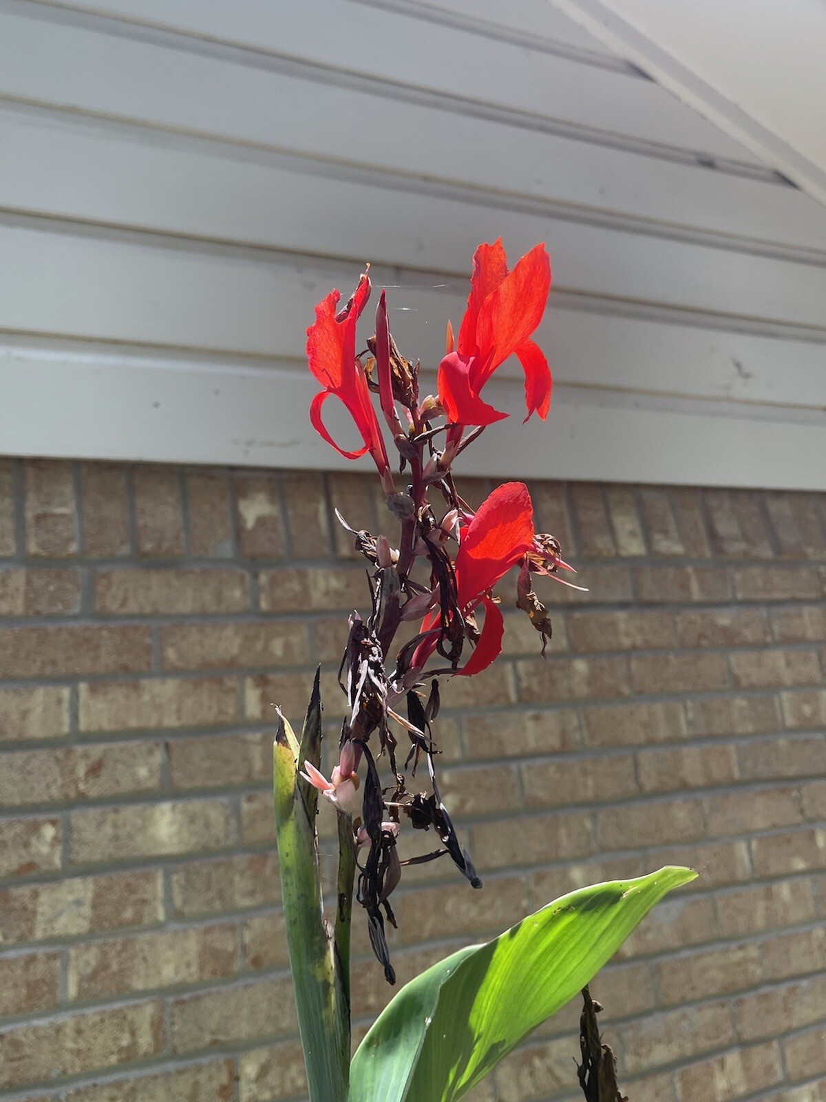 GIANT RED KING CANNA (1) Rhizome 7-8 Ft~Green Leaves
