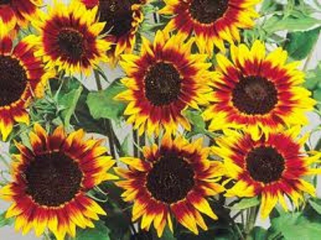 50 Sunflower Seeds Ring Of Fire Seeds